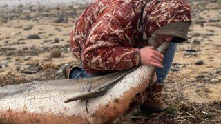 Eyüpsultan sahilinde korkutan manzara! Hepsi kıyıya vurdu: Kurtlar paramparça etmiş