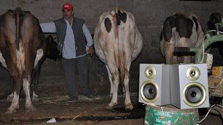 İneklere Zeki Müren dopingi