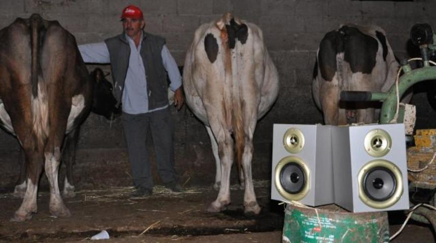 İneklere Zeki Müren dopingi