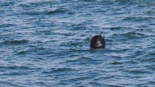 Son dakika! İstanbul Boğazı girişinde mayın tehlikesi! Açıklamalar peş peşe geldi: Harekete geçildi