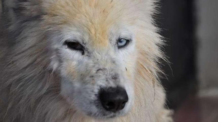 Van kedisi görünümlü köpek