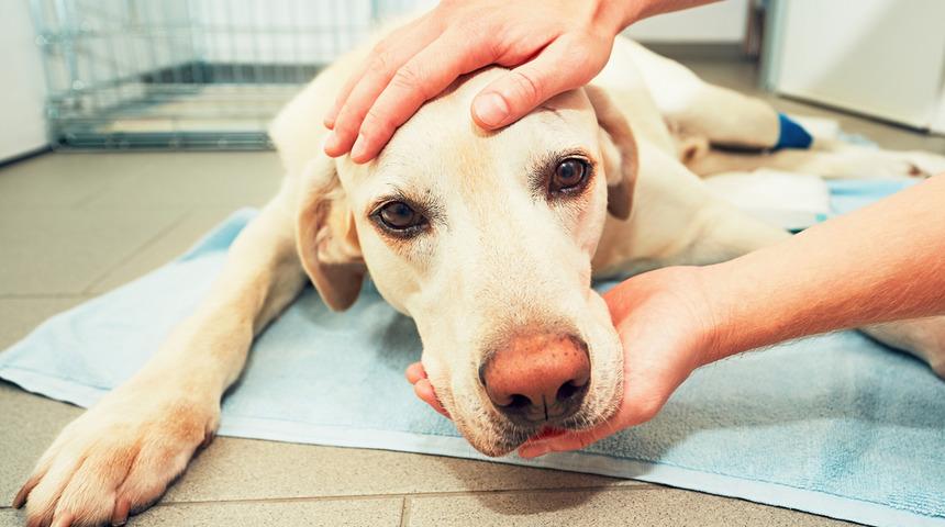 Köpeği hastalandığı için işe gitmedi, tazminatsız kovuldu! Mahkemeden emsal karar