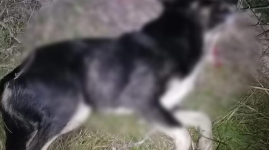 Yok böyle vicdansızlık! Bursa'da 30 köpeği zehirleyip öldürdüler... O anlara kimse dayanamadı