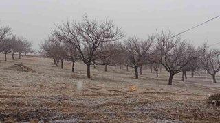 Kayısı bahçesinde çalışırken karşılaştıkları manzarayla şaşkına döndüler