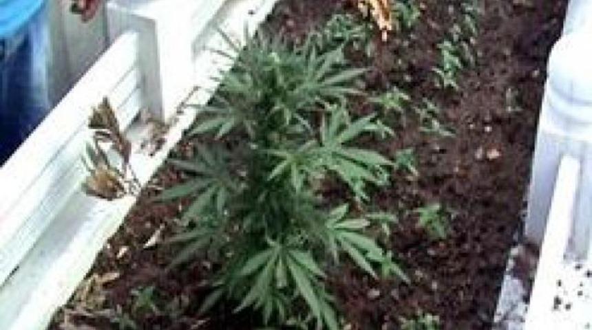 Mezarların &uuml;zerinde Hint keneviri yetişti