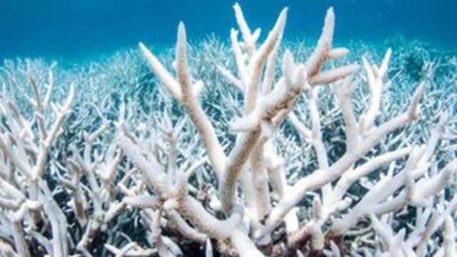 İklim krizi: Dünyanın en büyük mercan kayalığı sisteminde yeni bir beyazlaşma felaketi