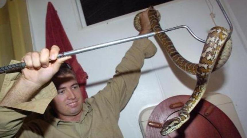 Sözleşmeli yılan yakalayıcısı aranıyor