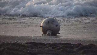 Mayını kim icat etti? Mayın çeşitleri nelerdir? Mayın patlaması nasıl olur? Mayına bastığında patlar mı?