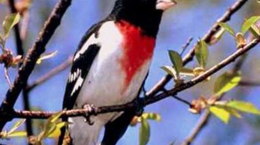 Isınma kuşları da etkiliyor