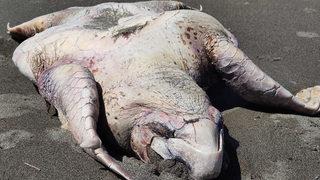 Hatay'da yürüyüş yapanlar şaşkına döndü! Nesli tükenmek üzereydi, ölü olarak sahile vurdu