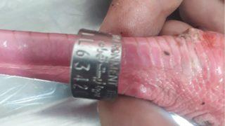 Yaralı flamingo Aksaray'da ortaya çıktı, ayağındaki İran detayı dikkat çekti! 