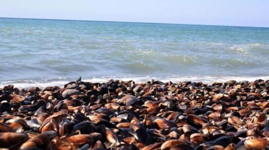 Denize girenler bu işe şaşırdı