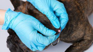 Akılalmaz olay! Sevgilisinin köpeğinin cinsel organına seks oyuncağı soktu, sıkışınca öylece bıraktı