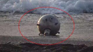 İğneadalı balıkçı anlattı: Büyük bir mayındı! Hemen haber verdik…