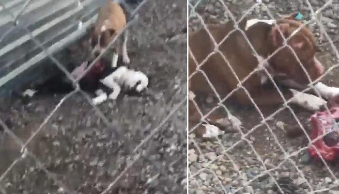 Çanakkale'deki korkunç iddia sosyal medyayı ayağa kaldırdı! Bakım merkezinde köpekler açlıktan birbirini parçaladı