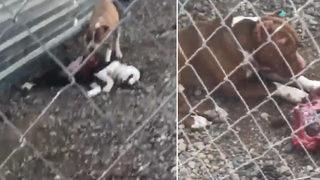 Çanakkale'deki korkunç iddia sosyal medyayı ayağa kaldırdı! Bakım merkezinde köpekler açlıktan birbirini parçaladı