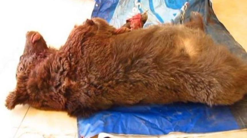 Otomobil çarpan ayı kadavra oldu