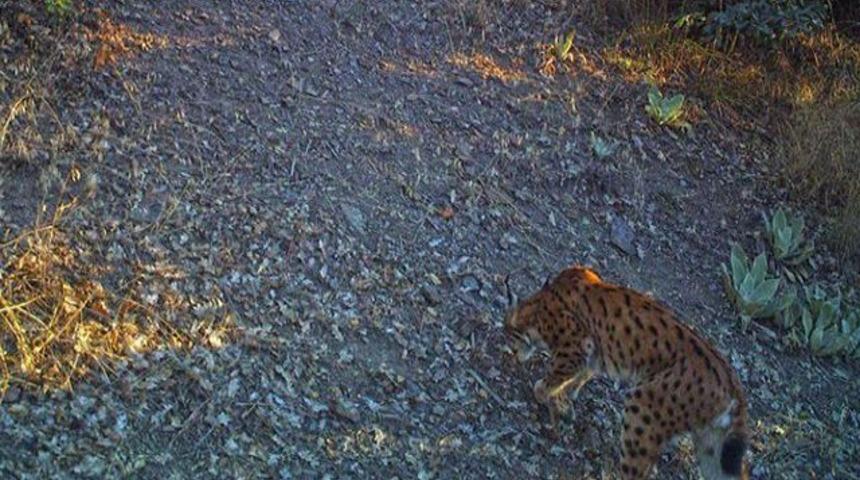 Bu fotoğraf &ccedil;ok nadir &ccedil;ekilebiliyor