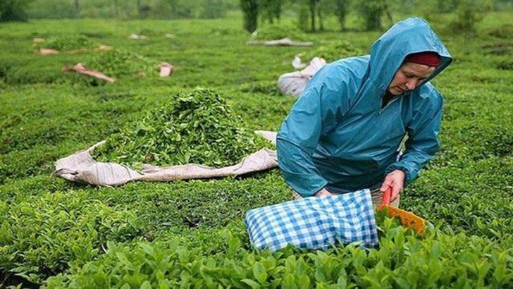 ÇAYKUR işçi alımı kura sonuçları isim listesi açıklandı mı? ÇAYKUR mevsimlik işçi alımı kura sonuçları isim listesi ne zaman açıklanır? G1