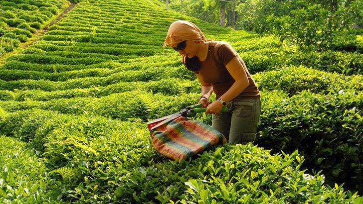 ÇAYKUR işçi alımı kura sonuçları isim listesi açıklandı mı? ÇAYKUR mevsimlik işçi alımı kura sonuçları isim listesi ne zaman açıklanır? G2