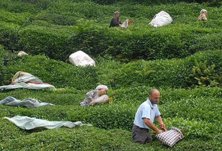 ÇAYKUR işçi alımı kura sonuçları isim listesi açıklandı mı? ÇAYKUR mevsimlik işçi alımı kura sonuçları isim listesi ne zaman açıklanır? G3