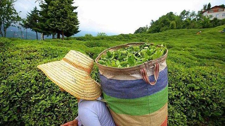 ÇAYKUR işçi alımı kura sonuçları isim listesi açıklandı mı? ÇAYKUR mevsimlik işçi alımı kura sonuçları isim listesi ne zaman açıklanır? G4