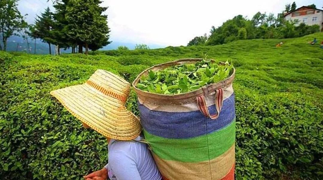 &Ccedil;AYKUR iş&ccedil;i alımı kura sonu&ccedil;ları isim listesi a&ccedil;ıklandı mı? &Ccedil;AYKUR mevsimlik iş&ccedil;i alımı kura sonu&ccedil;ları isim listesi ne zaman a&ccedil;ıklanır?