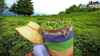 ÇAYKUR işçi alımı kura sonuçları isim listesi açıklandı mı? ÇAYKUR mevsimlik işçi alımı kura sonuçları isim listesi ne zaman açıklanır?