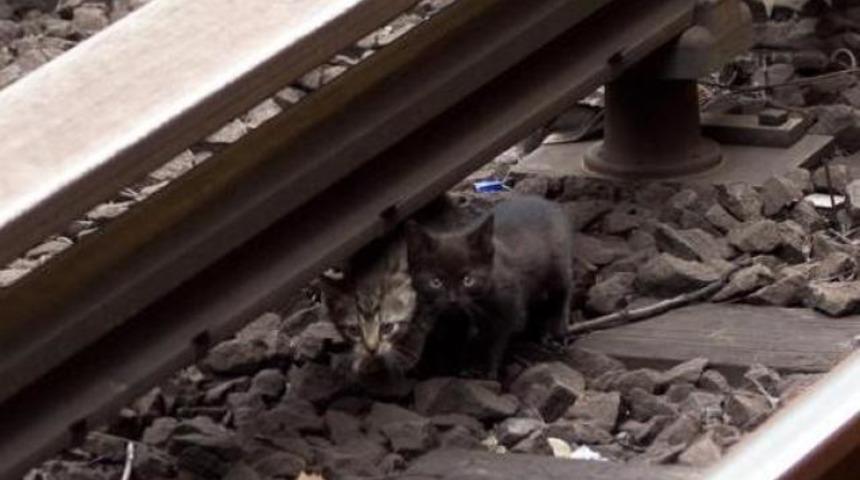 Yavru kediler New York metrosunu fe&ccedil; etti