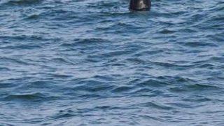 Mayınlar için 'Şaşırtıcı' diyerek tehlikeye karşı uyardı ve ekledi: 'Bilinmez güçlerin işi olabilir'