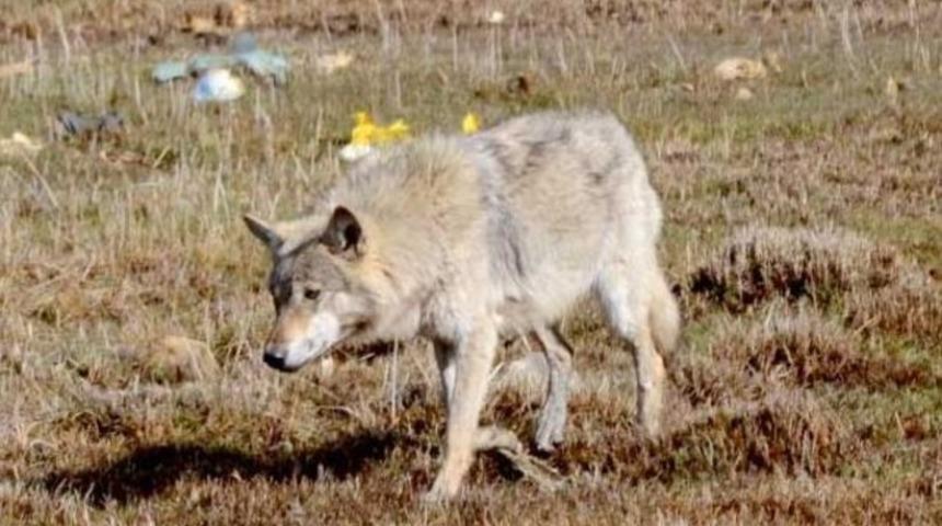 Kurt ve domuzlar kente indi