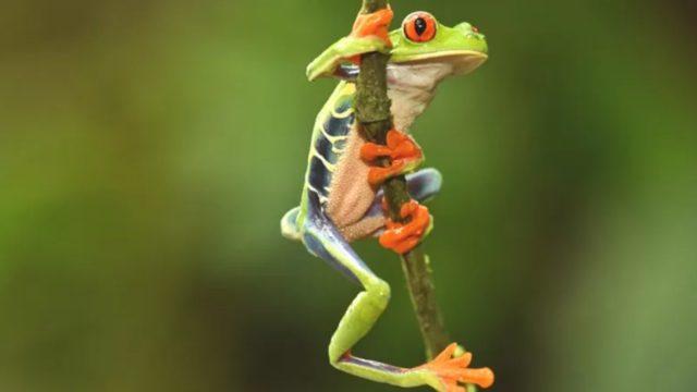 Biyoçeşitlilik Konferansı: 'Gezegenin ve insanların geleceği' müzakere masasında