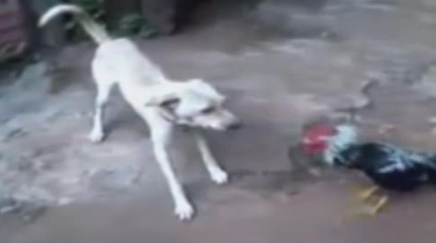 Horoz köpeğe kafa tutarsa