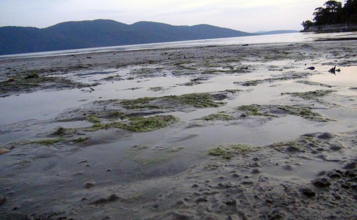 Deniz suyu 50 metre çekildi! Depremin habercisi mi? Uzmanlardan hemen açıklama geldi G1