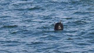 Karadeniz'de görülen mayınlarla ilgili Ukrayna'dan açıklama