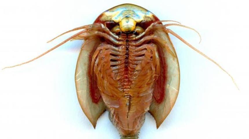 Finlandiya&rsquo;da 'yaşayan fosil' bulundu