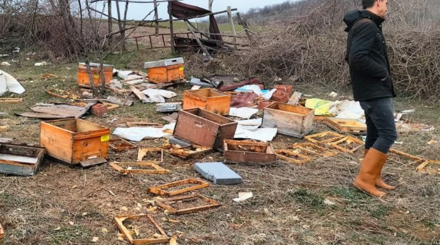 Tokat'ta arı kovanlarına ayı saldırdı manzara şoke etti: Bal istese verirdik