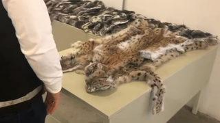 Sınır kapılarında şoke eden operasyon! Onlarca hayvan kürkü ve postu ele geçirildi