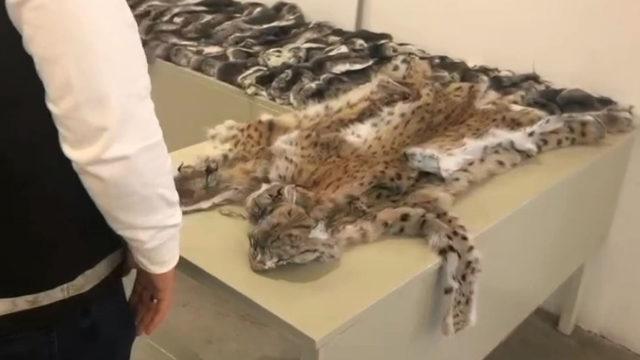 Sınır kapılarında şoke eden operasyon! Onlarca hayvan kürkü ve postu ele geçirildi