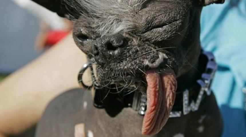 D&uuml;nyanın en &ccedil;irkin k&ouml;peği &ouml;ld&uuml;