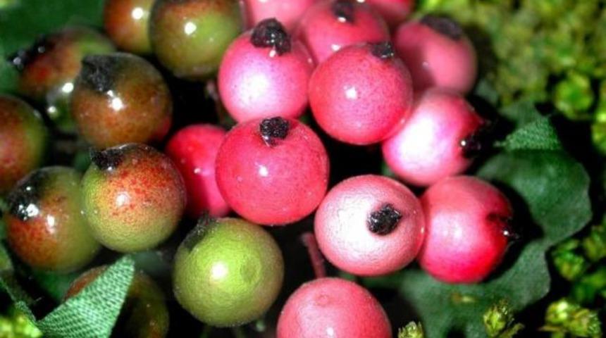 Yaban mersini mucizesi