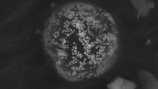 Neil Armstrong toplamış: Ay tozu örnekleri satışa çıkıyor!