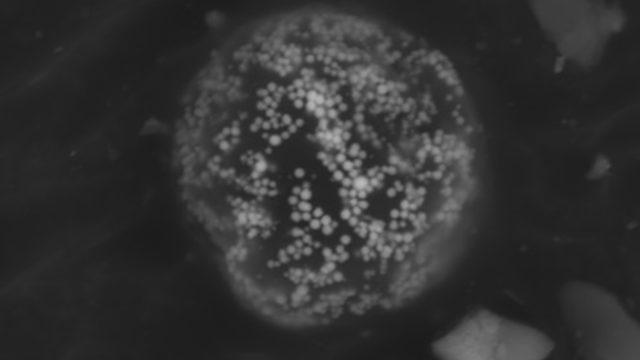 Neil Armstrong toplamış: Ay tozu örnekleri satışa çıkıyor!