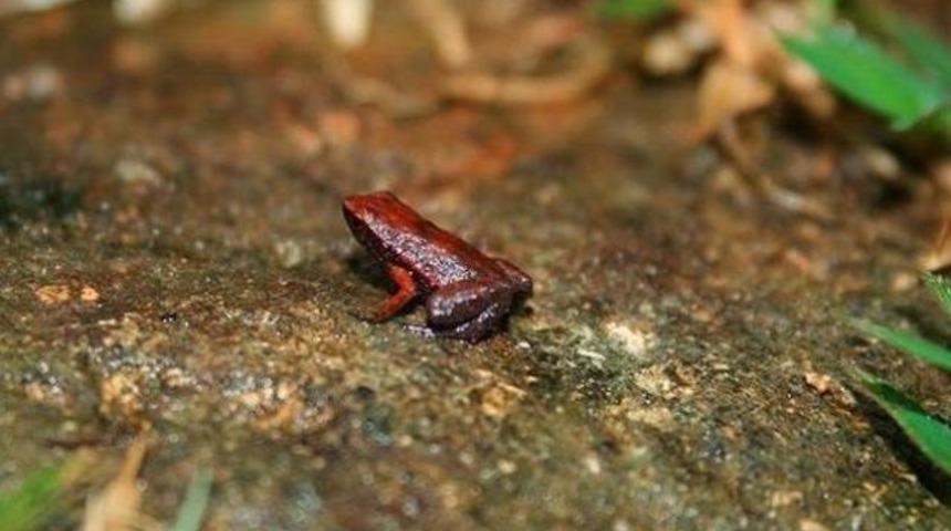 Ağzıyla duyan kurbağa