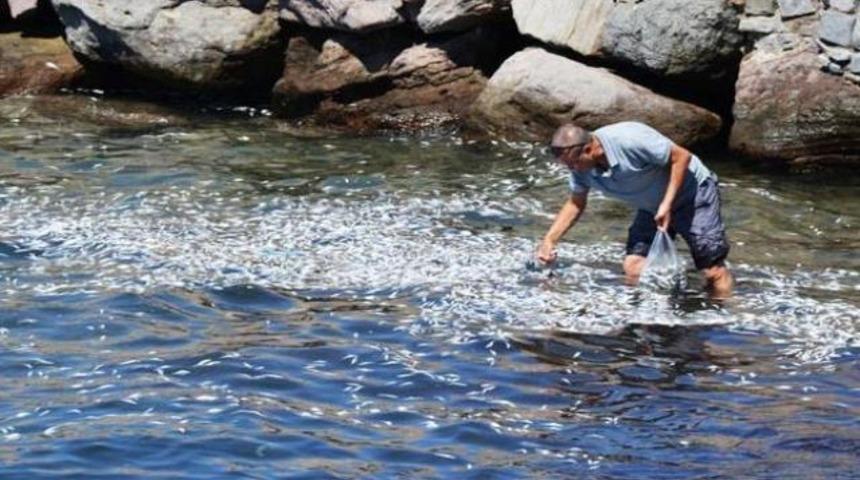 Plajdan bir kamyon &ouml;l&uuml; balık topladılar