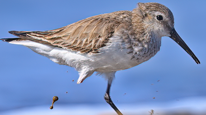 Göçmen kuşlar insan darbesiyle bu hale geldi! Kiminin bacağı koptu, kimi zehirlendi