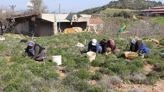 Hatay'da zahter hasadı başladı