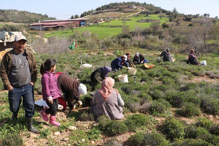 Hatay'da zahter hasadı başladı G2