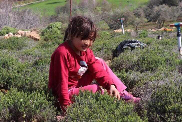 Hatay'da zahter hasadı başladı G3