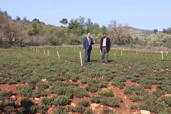 Hatay'da zahter hasadı başladı G5